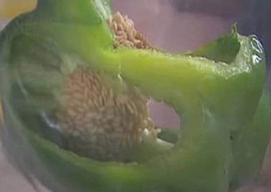 बाजार से शिमला मिर्च खरीदकर लाया कपल, जैसे ही काटा ये जीव