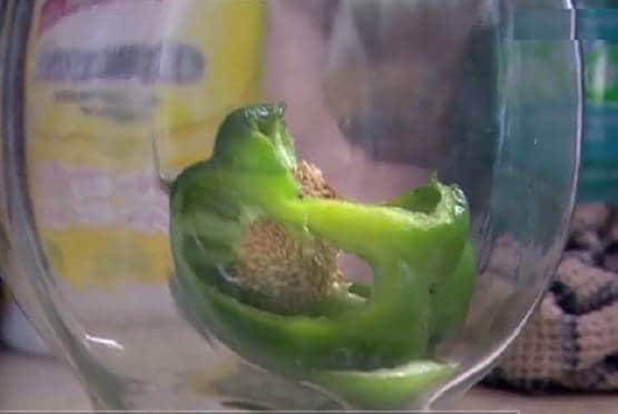 बाजार से शिमला मिर्च खरीदकर लाया कपल, जैसे ही काटा ये जीव