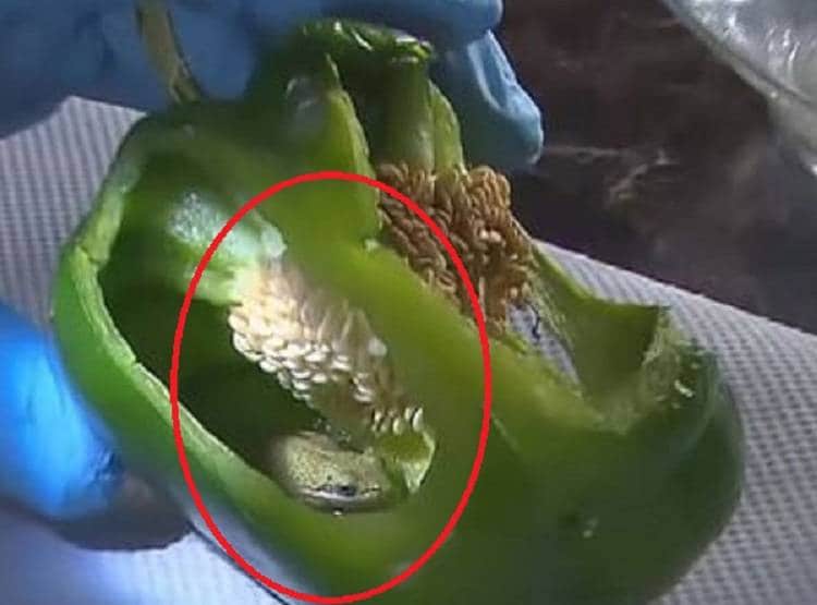 बाजार से शिमला मिर्च खरीदकर लाया कपल, जैसे ही काटा ये जीव