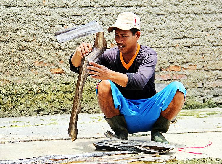 ये है कोरोना फैलाने वाले सांपों की मंडी, जहां बिकते हैं हर तरह के सांप