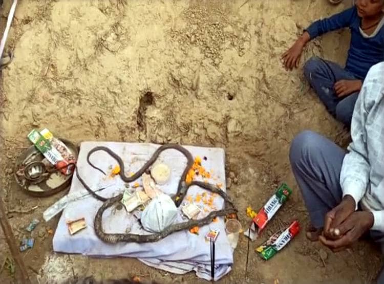 जहां नाग की मौत हुई, वहीं नागिन ने भी आकर दम तोड़ा