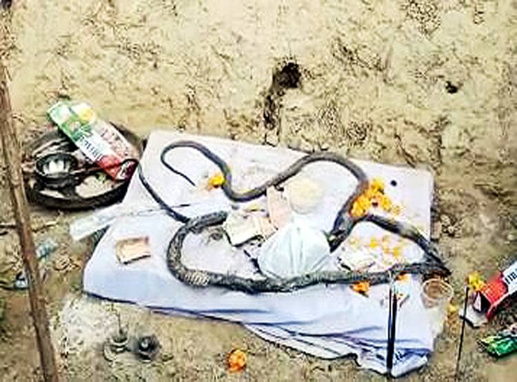 जहां नाग की मौत हुई, वहीं नागिन ने भी आकर दम तोड़ा