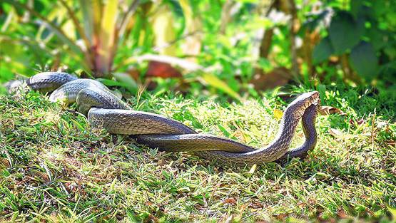 जहां नाग की मौत हुई, वहीं नागिन ने भी आकर दम तोड़ा