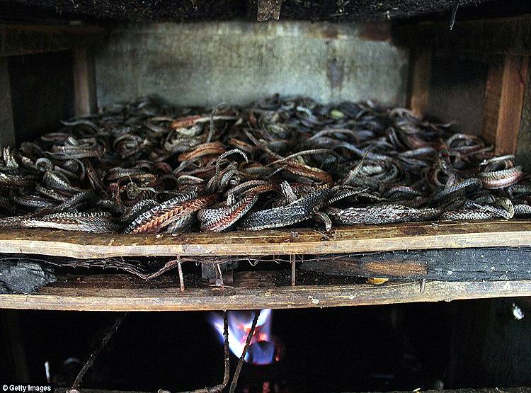 ये है कोरोना फैलाने वाले सांपों की मंडी, जहां बिकते हैं हर तरह के सांप