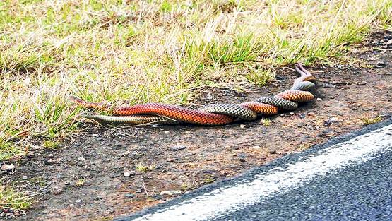जहां नाग की मौत हुई, वहीं नागिन ने भी आकर दम तोड़ा