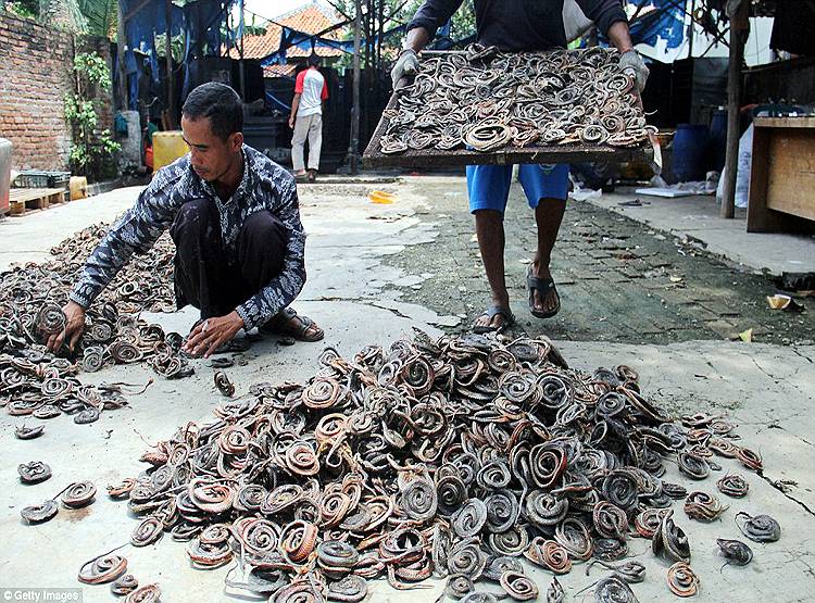 ये है कोरोना फैलाने वाले सांपों की मंडी, जहां बिकते हैं हर तरह के सांप