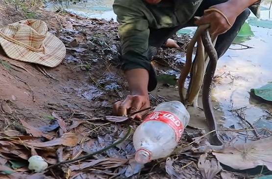 सांप के बिल में डाला कोल्डड्रिंक, निकले इतने सांप कि देखकर चौंक जाएंगे