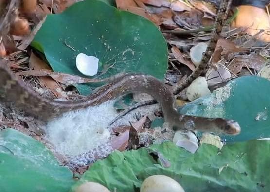 सांप के बिल में डाला कोल्डड्रिंक, निकले इतने सांप कि देखकर चौंक जाएंगे