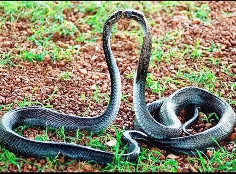 जहां नाग की मौत हुई, वहीं नागिन ने भी आकर दम तोड़ा