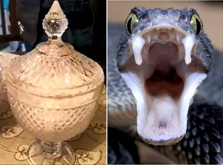 सांप के जहर से भरे थे फ्रांस का मार्का लगे जार, हैरान कर देने वाली है कीमत