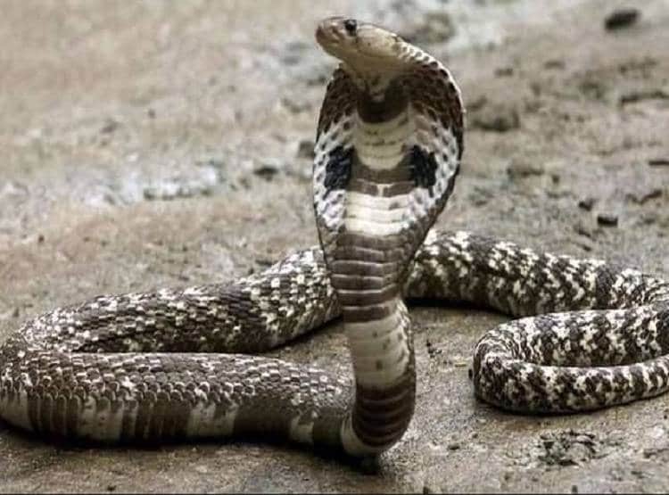 सोनभद्र: सोने के खजाने पर जहरीले सांपों की फौज का पहरा,कैसे होगी खुदाई