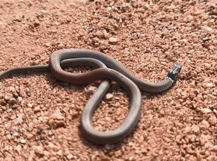 वाइल्ड लाइफ फोटोग्राफर ने खोजा दुर्लभ सांप, दुन‍िया में अपनी तरह का अनोखा