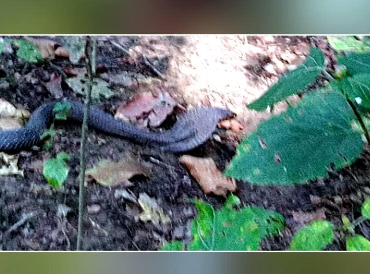 लोगों को देखते ही ब्लैक कोबरा फुफकार पर फेंकने लगा जहर, मचा हड़कंप