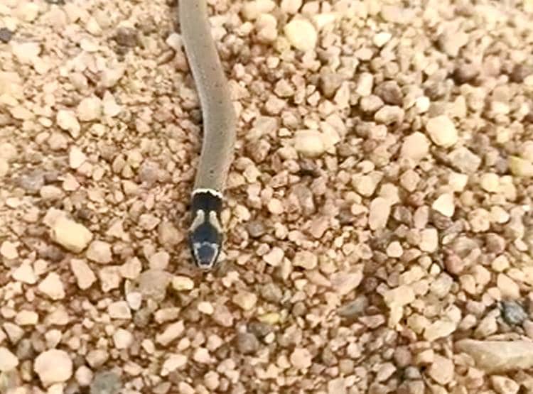 वाइल्ड लाइफ फोटोग्राफर ने खोजा दुर्लभ सांप, दुन‍िया में अपनी तरह का अनोखा