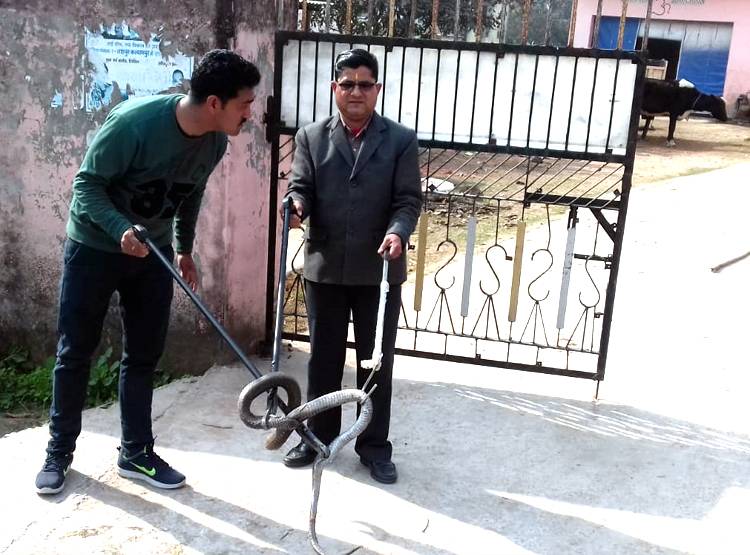 लोगों को देखते ही ब्लैक कोबरा फुफकार पर फेंकने लगा जहर, मचा हड़कंप