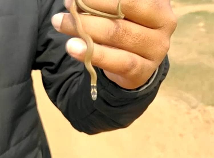 वाइल्ड लाइफ फोटोग्राफर ने खोजा दुर्लभ सांप, दुन‍िया में अपनी तरह का अनोखा