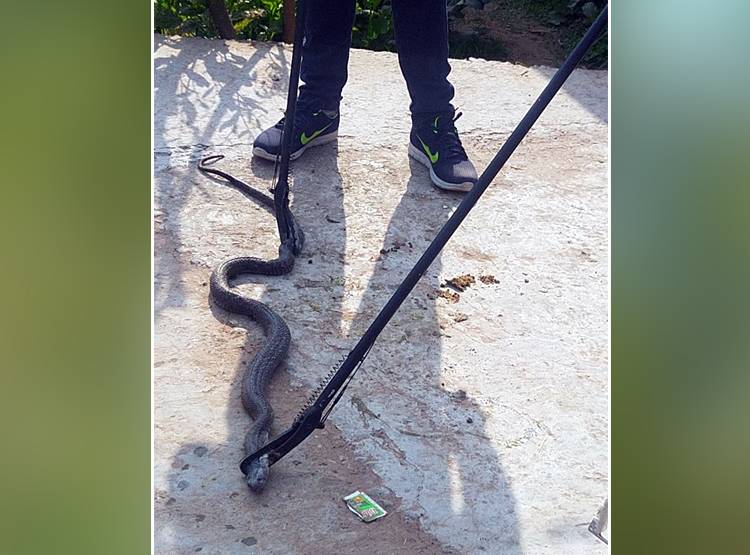 लोगों को देखते ही ब्लैक कोबरा फुफकार पर फेंकने लगा जहर, मचा हड़कंप