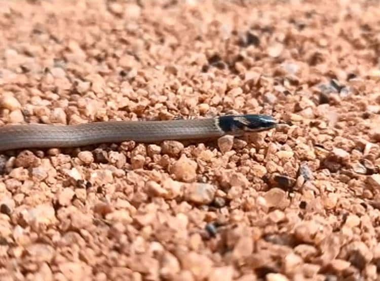 वाइल्ड लाइफ फोटोग्राफर ने खोजा दुर्लभ सांप, दुन‍िया में अपनी तरह का अनोखा