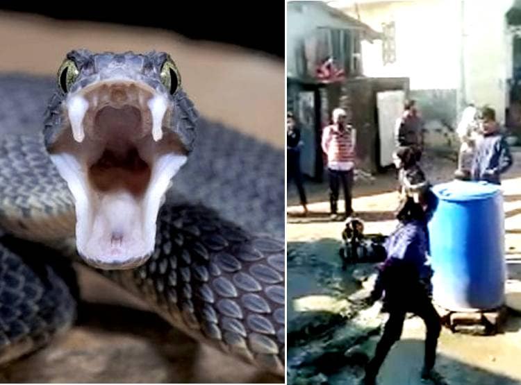 लोगों को देखते ही ब्लैक कोबरा फुफकार पर फेंकने लगा जहर, मचा हड़कंप