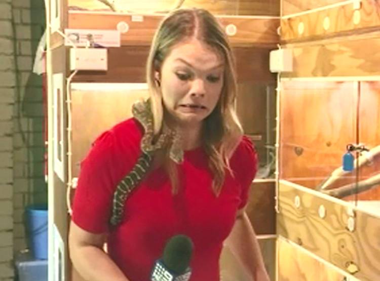 कंधे पर सांप, हाथ में माइक, मह‍िला र‍िपोर्टर के बोलते ही हुआ कुछ ऐसा...