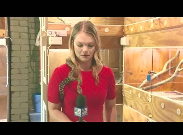 कंधे पर सांप, हाथ में माइक, मह‍िला र‍िपोर्टर के बोलते ही हुआ कुछ ऐसा...