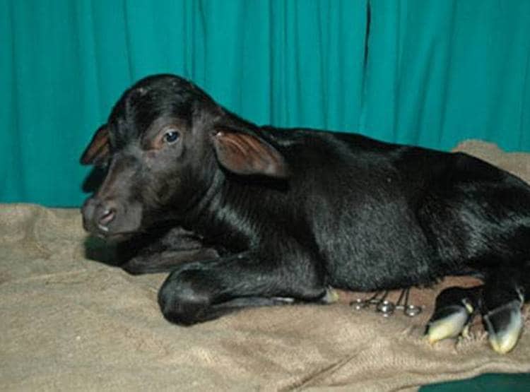 चोरी के डर से किसान ने 51 लाख में बेच दी वर्ल्ड रिकॉर्ड बनाने वाली भैंस