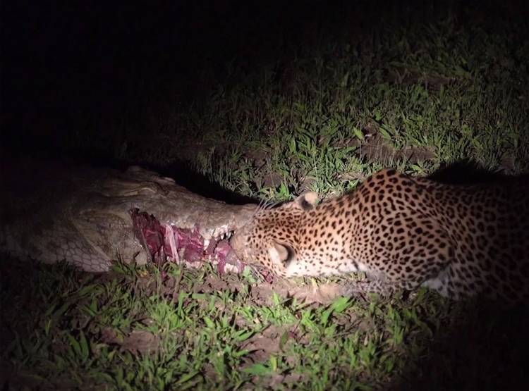 मगरमच्छ के जबड़े से मांस का टुकड़ा छीनकर भागा तेंदुआ, Video वायरल