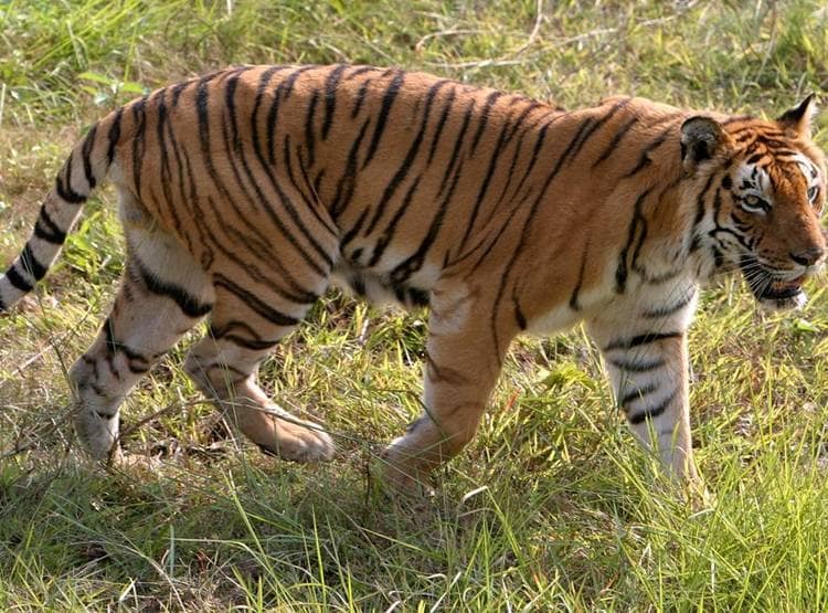 झारखंड: बाघों को बचाने का फरमान, शिकारियों को गोली मारने के आदेश