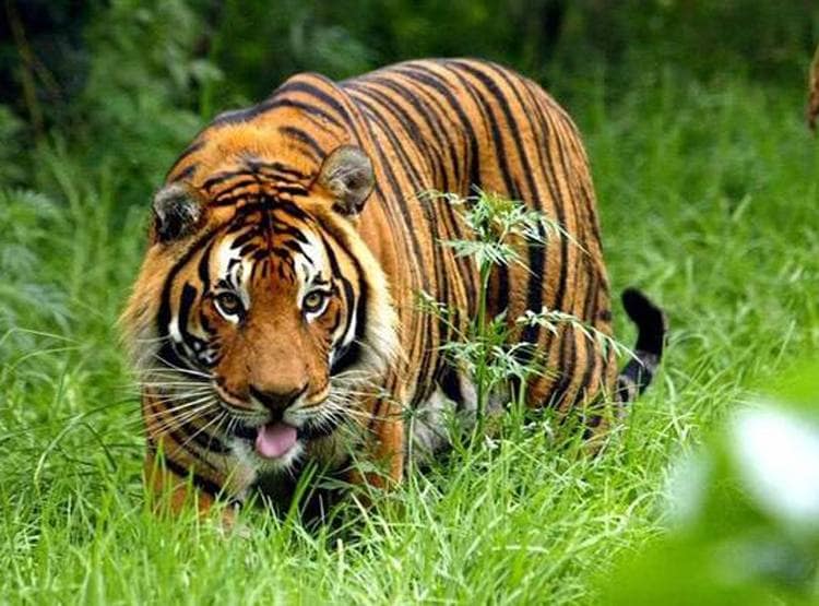 झारखंड: बाघों को बचाने का फरमान, शिकारियों को गोली मारने के आदेश