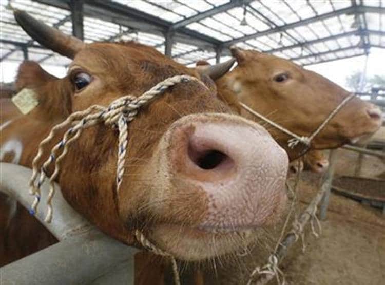 गाय ने दो मुंह के बछड़े को दिया जन्म, देखने उमड़ी लोगों की भीड़