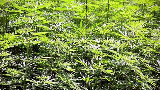 पड़ोसी देश के 46 सांसद बोले- गांजे-भांग की खेती हो, शराब बैन हो