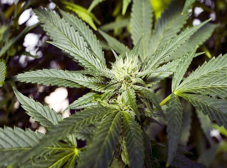 पड़ोसी देश के 46 सांसद बोले- गांजे-भांग की खेती हो, शराब बैन हो