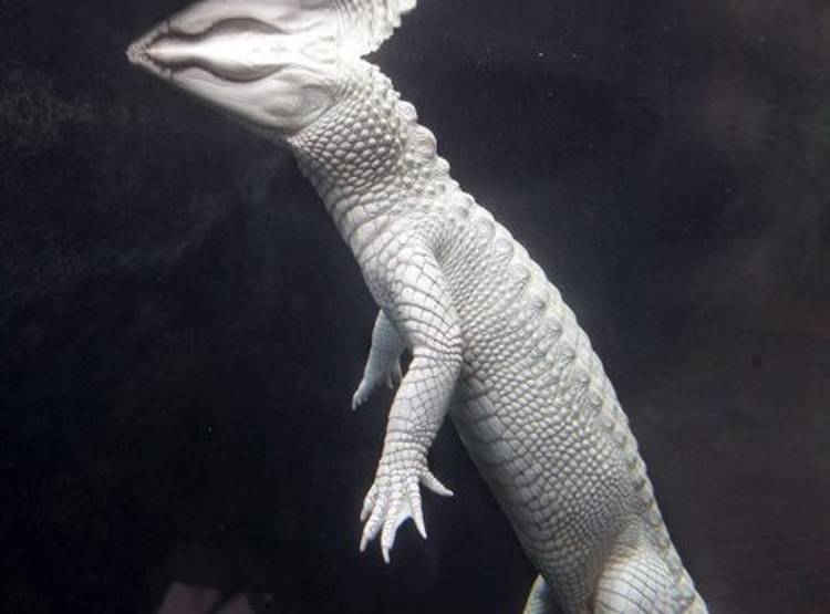 सफेद मगरमच्छ के ठाठ...हर दिन ब्रश से सफाई, खास खातिरदारी भी