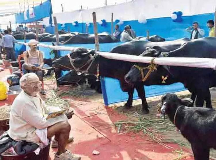 चोरी के डर से किसान ने 51 लाख में बेच दी वर्ल्ड रिकॉर्ड बनाने वाली भैंस