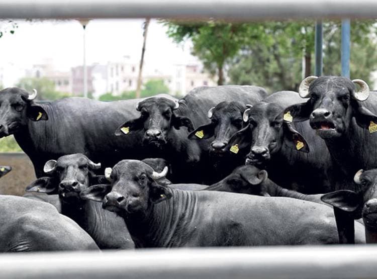 चोरी के डर से किसान ने 51 लाख में बेच दी वर्ल्ड रिकॉर्ड बनाने वाली भैंस