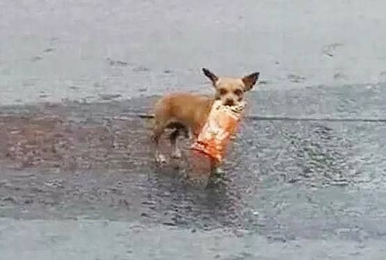 लॉकडाउनः मालिक को खाने थे चिप्स, कुत्ते ने किया कुछ ऐसा कि बना स्टार