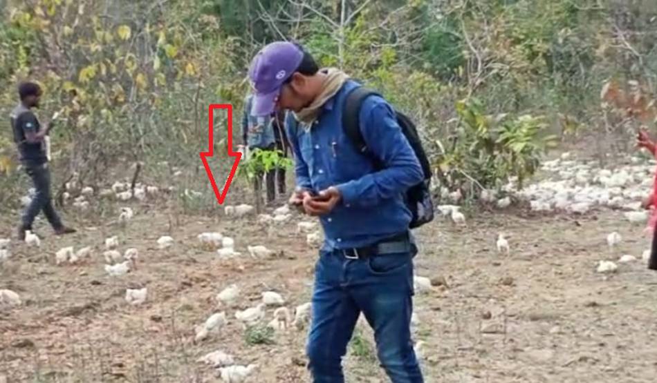 दुकानदारों ने ज‍िंदा मुर्गों को जंगल में फेंका, लूटने की मची होड़