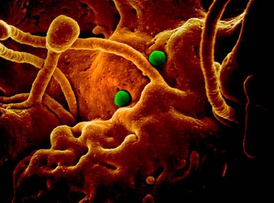 Corona virus: इम्यूनिटी बढ़ाने के लिए शरीर को चाहिए ये 3 विटामिन