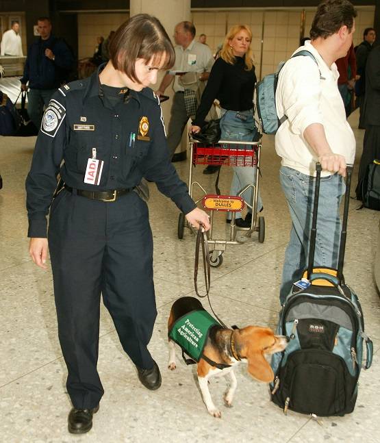 कोरोना वायरस को सूंघकर खोज निकालेंगे कुत्ते! मिलेगी स्पेशल ट्रेनिंग