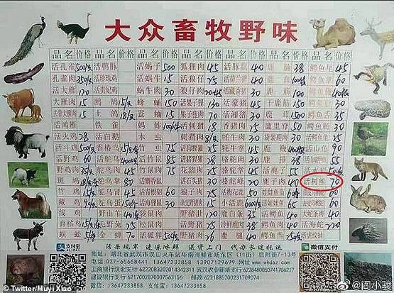 चीन नहीं करता ये गलती तो कोरोना वायरस के कहर से बच जाती दुनिया