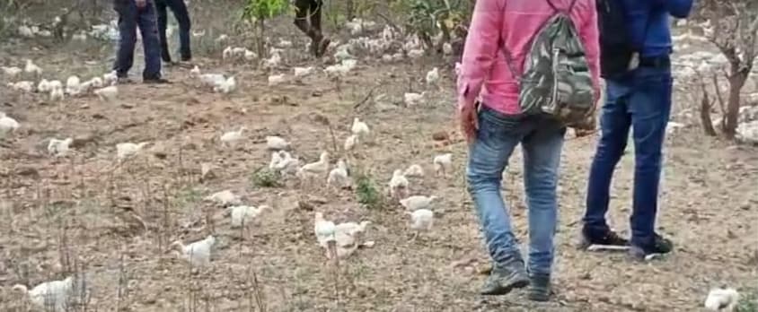 दुकानदारों ने ज‍िंदा मुर्गों को जंगल में फेंका, लूटने की मची होड़