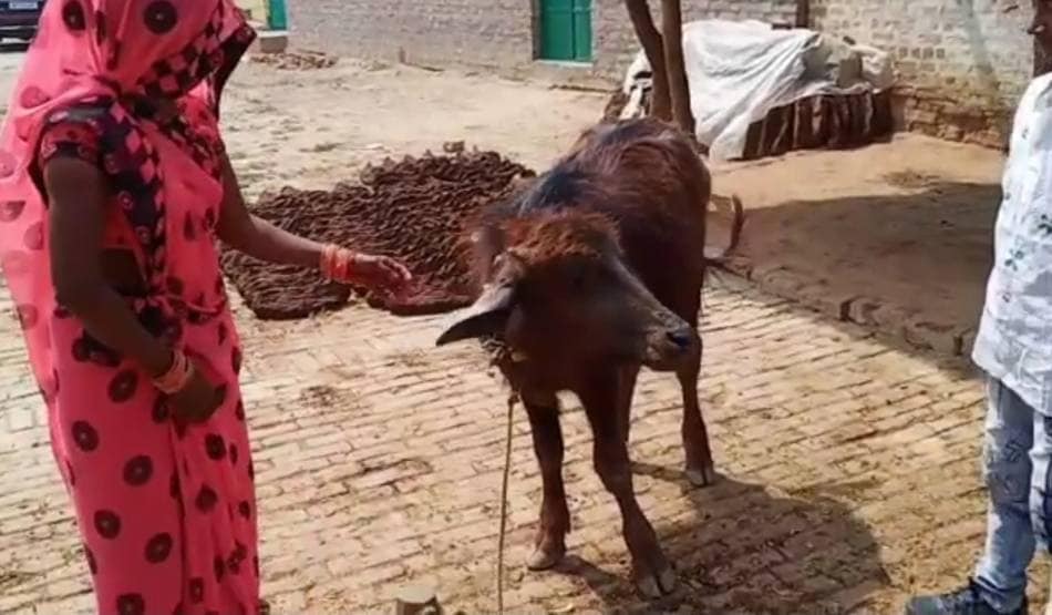 गाजे-बाजे के साथ किसान ने कराया भैंस के बच्चे का मुंडन संस्कार