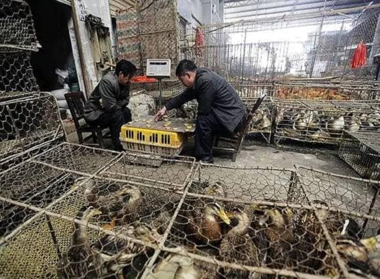 चीन नहीं करता ये गलती तो कोरोना वायरस के कहर से बच जाती दुनिया