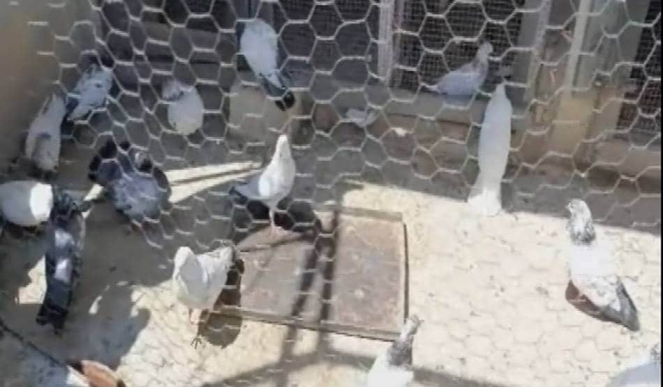 कोरोना के खौफ से लॉक डाउन हुए आजाद पंछी, 250 कबूतरों की उड़ान बंद