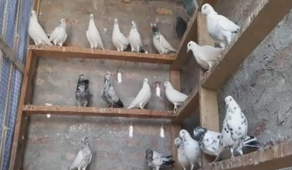 कोरोना के खौफ से लॉक डाउन हुए आजाद पंछी, 250 कबूतरों की उड़ान बंद