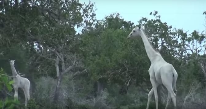 दुनिया की आखिरी सफेद मादा जिराफ और उसके बच्चे की हत्या