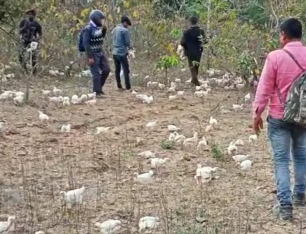 दुकानदारों ने ज‍िंदा मुर्गों को जंगल में फेंका, लूटने की मची होड़