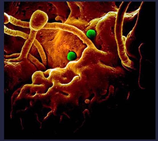 क्या नॉनवेज खाने से आप हो सकते हैं कोरोना वायरस के शिकार?