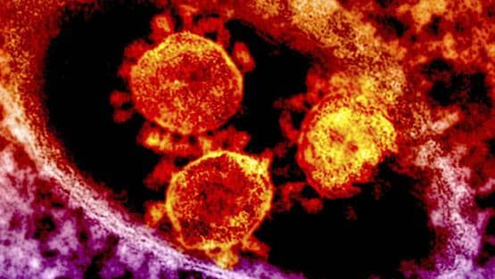 क्या नॉनवेज खाने से आप हो सकते हैं कोरोना वायरस के शिकार?