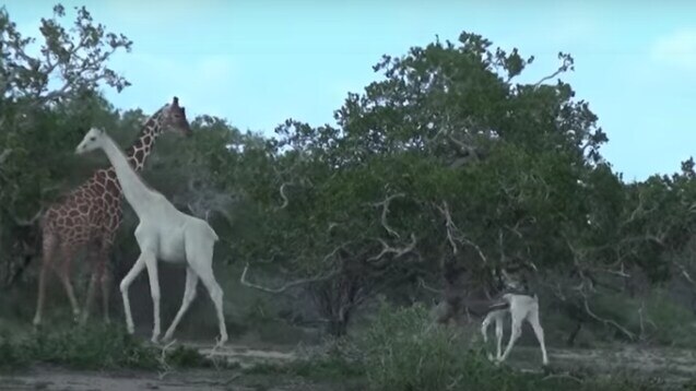 दुनिया की आखिरी सफेद मादा जिराफ और उसके बच्चे की हत्या